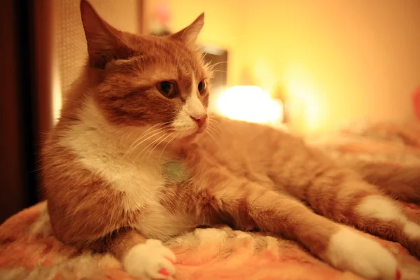 かわいい赤いネコ — ストック写真