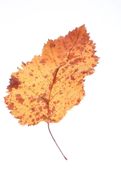 Sfondo texture di foglie gialle — Foto Stock