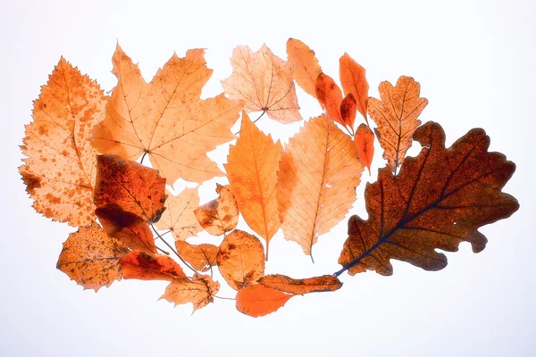 Sfondo texture di foglie gialle — Foto Stock