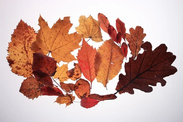 Bakgrundsstruktur av gula blad — Stockfoto