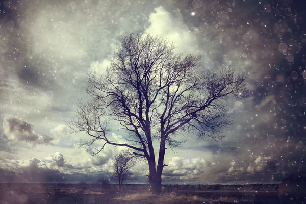Herfst eenzame boom — Stockfoto