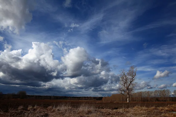 Osamělý strom v poli vítr — Stock fotografie