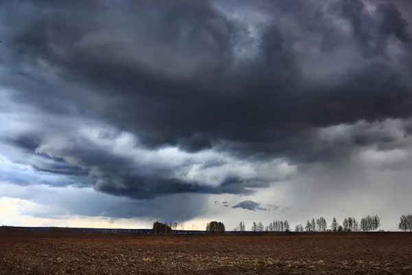 Landscape trees in field — Stock Photo, Image