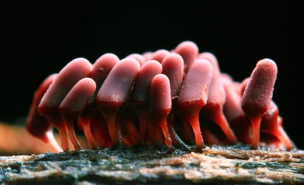 Цвіль грибів макросу — стокове фото