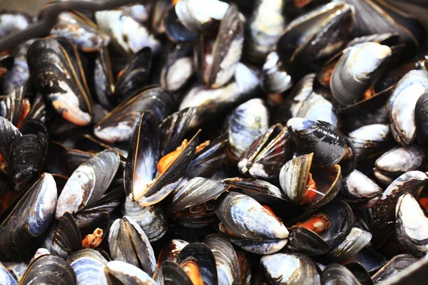 Collect and prepare mussels — Stock Photo, Image