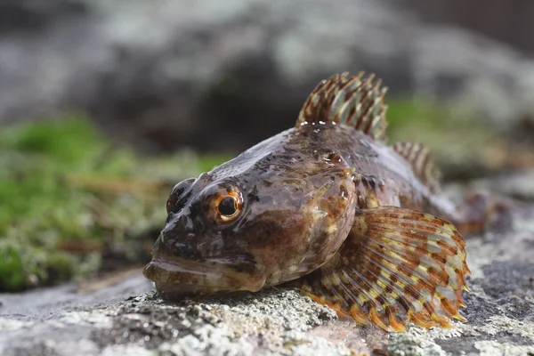 灰色の石で魚します。 — ストック写真