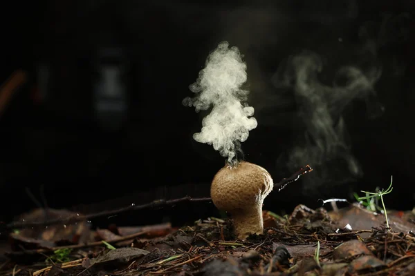 Суперечки гриба дощовик — стокове фото