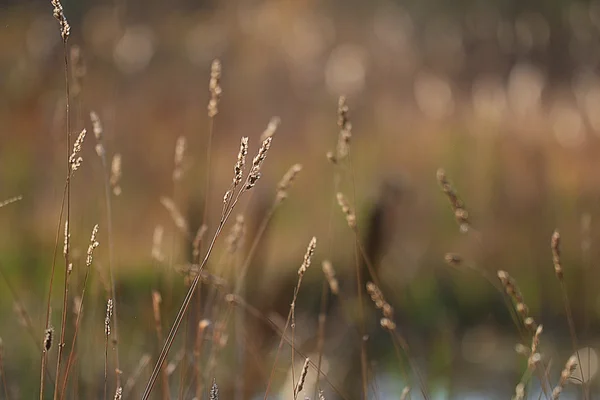 Textuur herfst gras — Stockfoto