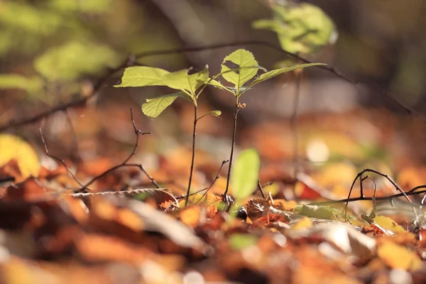 Herfst landschap in een stadspark — Stockfoto