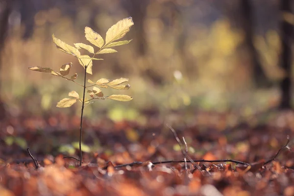 Oranje herfst achtergrond — Stockfoto