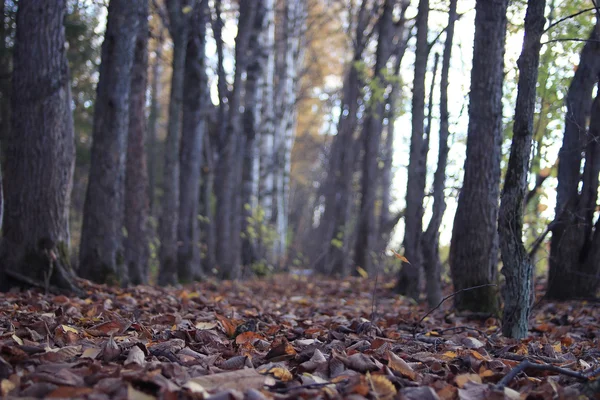 Chute des feuilles dans le parc d'automne — Photo