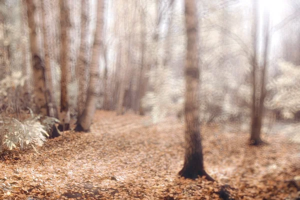 Fundo desfocado folhas de outono — Fotografia de Stock