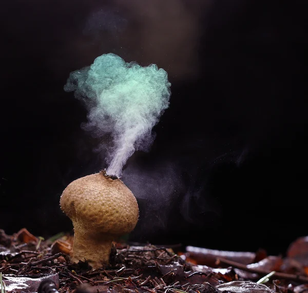 Esporos de fungos Puffball — Fotografia de Stock