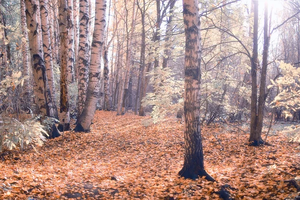 Paisagem em um parque da cidade — Fotografia de Stock