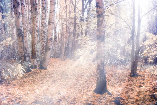 Herbstliche Waldlandschaft — Stockfoto