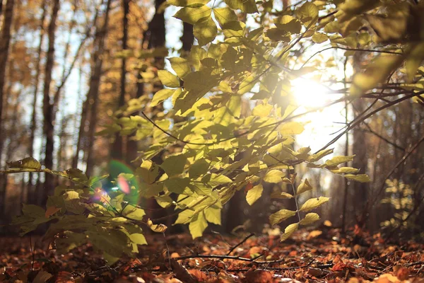 Herbstliche Parklandschaft — Stockfoto