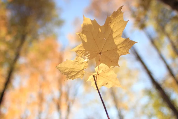 Mañana en el bosque de otoño —  Fotos de Stock