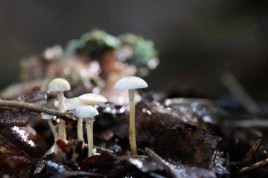 küçük mantar makro