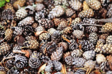 doku sonbahar pinecones