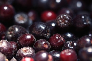 doku çilek chokeberry