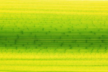 bulanık doku çimen