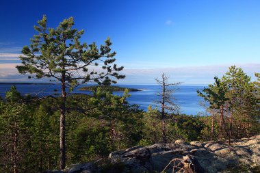 arka plan ağaç ormandaki