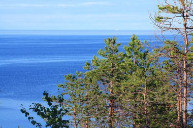 Yaz Orman ağaçları