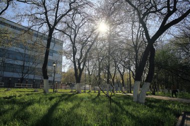 Yaz Orman ağaçları