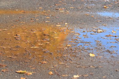 Sarı sonbahar yaprakları
