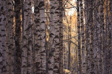 bir şehir parkında manzara