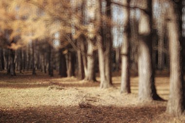 arka plan bulanık sonbahar yaprakları