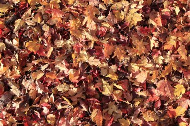 sarı yaprakların arka plan dokusu