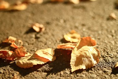 Düşen yaprakların arkaplanı