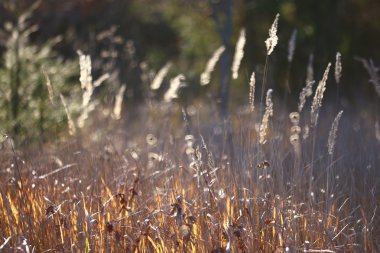 kuru ot sonbahar arka plan