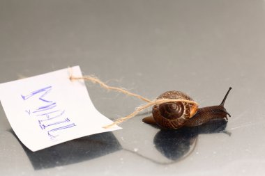 snail macro on light surface clipart