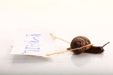 salyangoz makro ışık yüzeyi