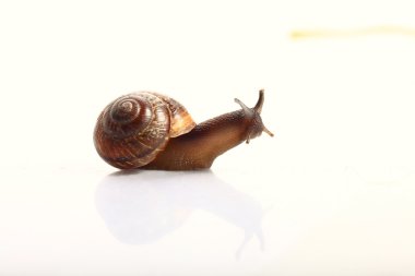 salyangoz makro ışık yüzeyi
