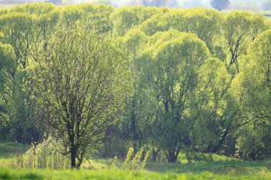 Şehir parkında yaz.