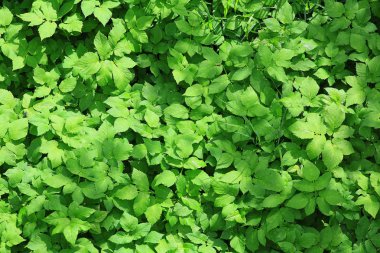 Taze yeşil çimenler