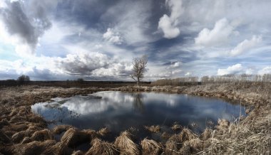sonbahar manzara ağaçlar alanındaki