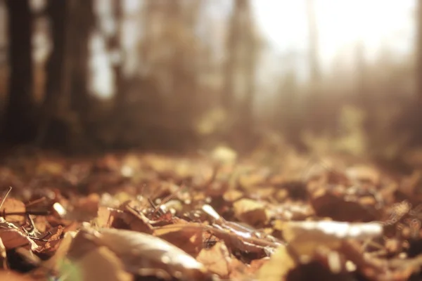 Fondo borroso hojas de otoño — Foto de Stock