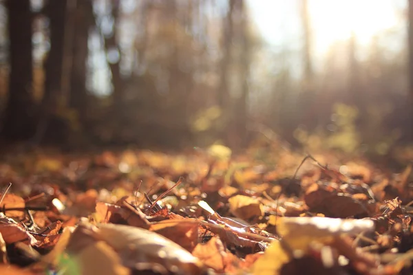 Ochtend in de herfst bos-l — Stockfoto