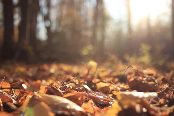 Matin dans la forêt d'automne l — Photo