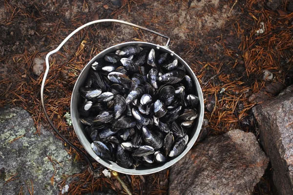 Collect and prepare mussels — Stock Photo, Image