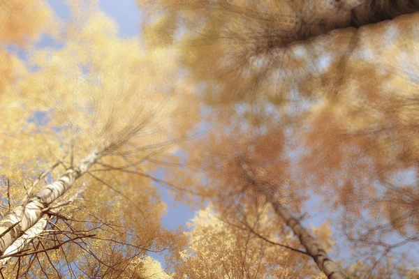 黄色的树叶树 — 图库照片