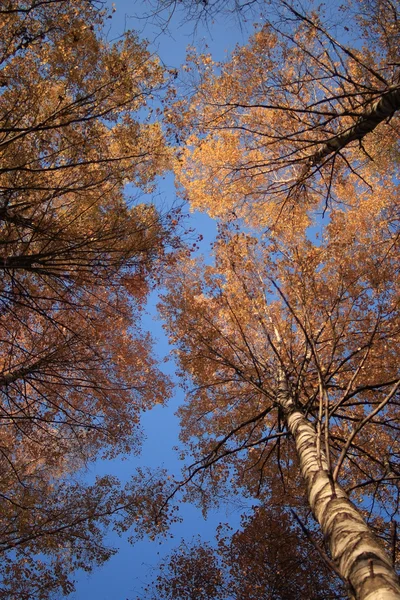 Träd blå himlen gula blad — Stockfoto