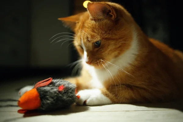 Cute red cat — Stock Photo, Image