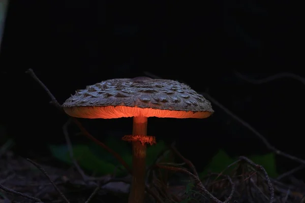 Kleine giftige paddestoel in magische woud — Stockfoto