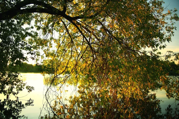 Herfst park landschap — Stockfoto