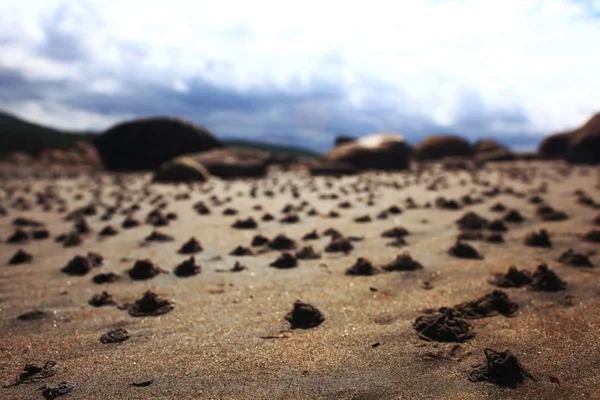 Lobworm kum plajındaki — Stok fotoğraf
